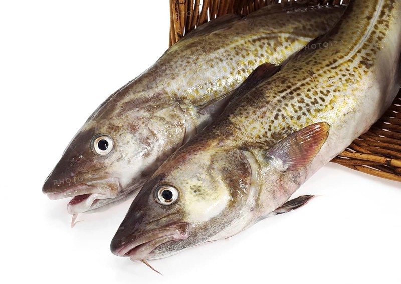 Fresh Cod (gadus morhua) against White Background