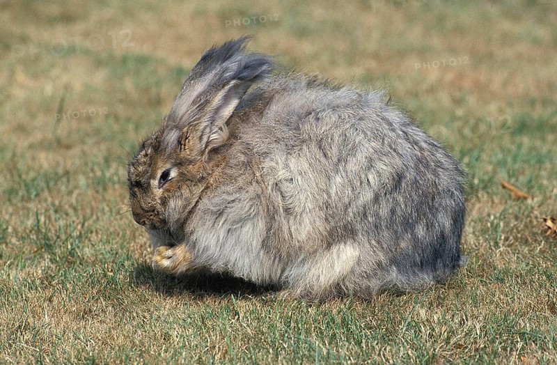 ANGORA RABBITS, adult ON GRASS