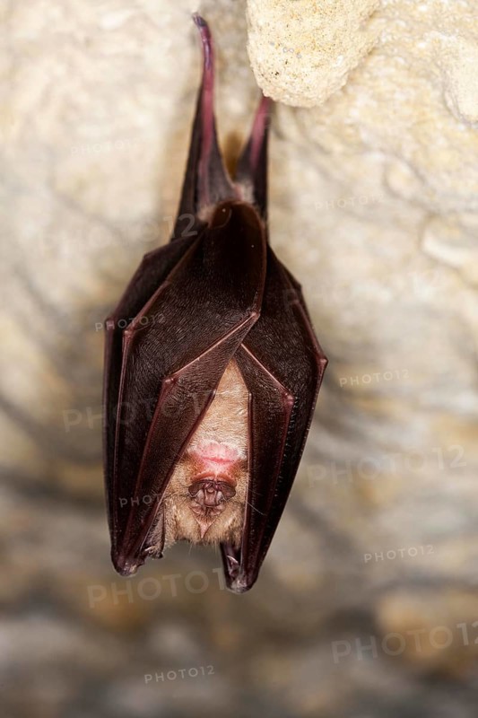 GREATER HORSESHOE BAT (rhinolophus ferrumequinum), ADULT HIBERNATING IN A CAVE, NORMANDY IN FRANCE