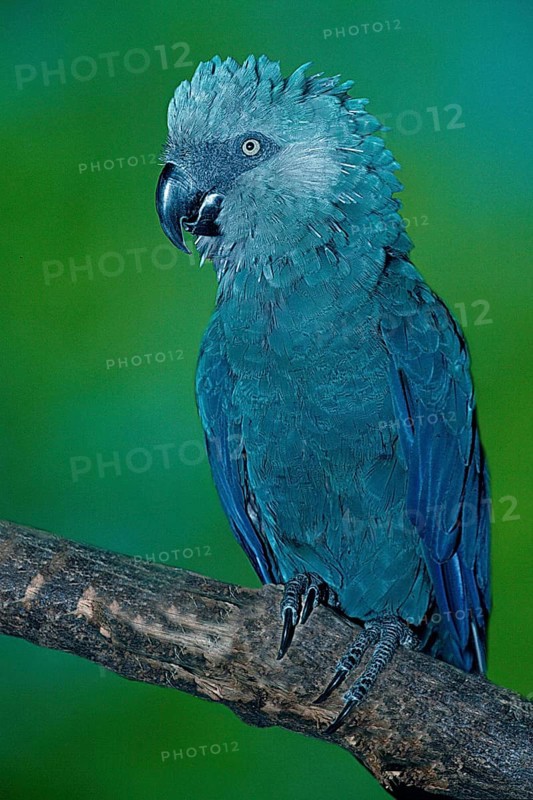 Spix's Macaw (Cyanopsitta spixii), Spixara, Spix' Blauara, [Suedamerika, south america, Vogel, Voegel, birds, Papageien, parrots, Aras, macaws, Tiere, animals, aussen, outdoor, Ast, branch, frontal, von vorne, head-on, adult, Hochformat, vertical, blau, blue]