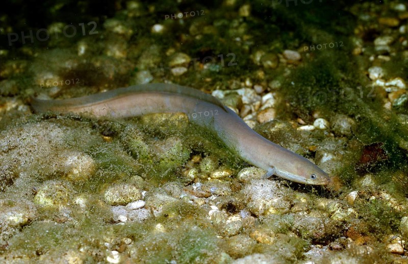European eel, river eel, Anguilla anguilla, Germany, Bavaria, Europe