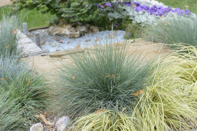 Blue fescue (Festuca glauca 'Elijah Blue')