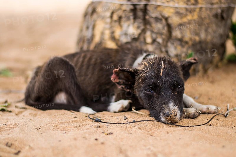 Sad, neglected, mistreated or abused and abandoned puppy dog lying in the sand, on a rope
