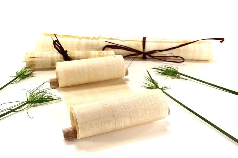 Yellowed papyrus scrolls with papyrus against a light background