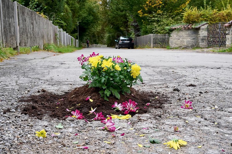 Flowers planted in a pothole on the road, symbolic image for road damage and dilapidated infrastructure, Neuhaus am Schliersee, Upper Bavaria, Bavaria, Germany, Europe