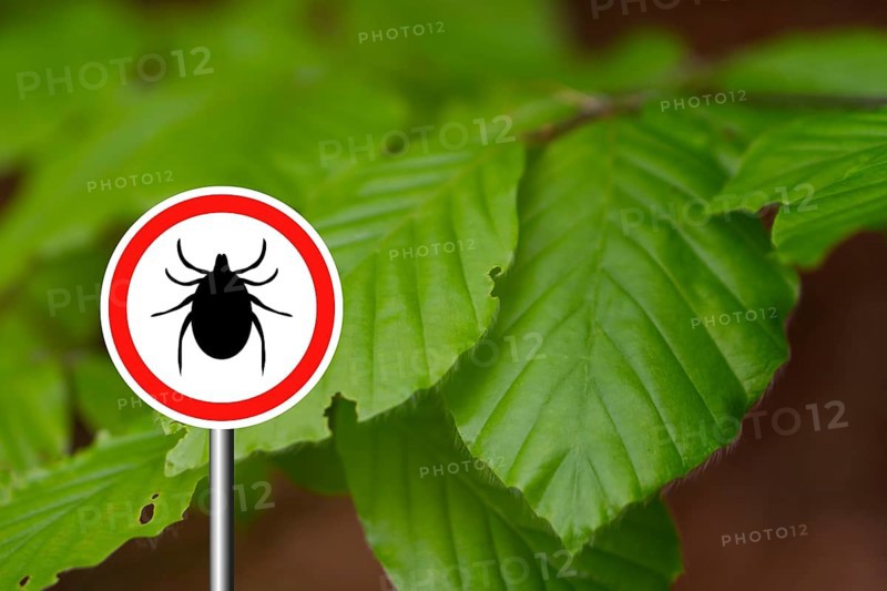 Tick insect warning sign in nature forest. Lyme disease and tick-borne meningoencephalitis transmitter