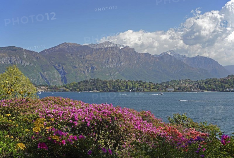 Azalea bushes in the botanical garden of Villa Carlotta, mountain range Grigne with storm clouds in the distance, Tremezzo, Lago di Como, Lake Como, Lombardy, Italy, Europe