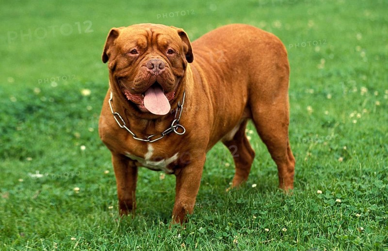 BORDEAUX MASTIFF DOG, ADULT WITH COLLAR