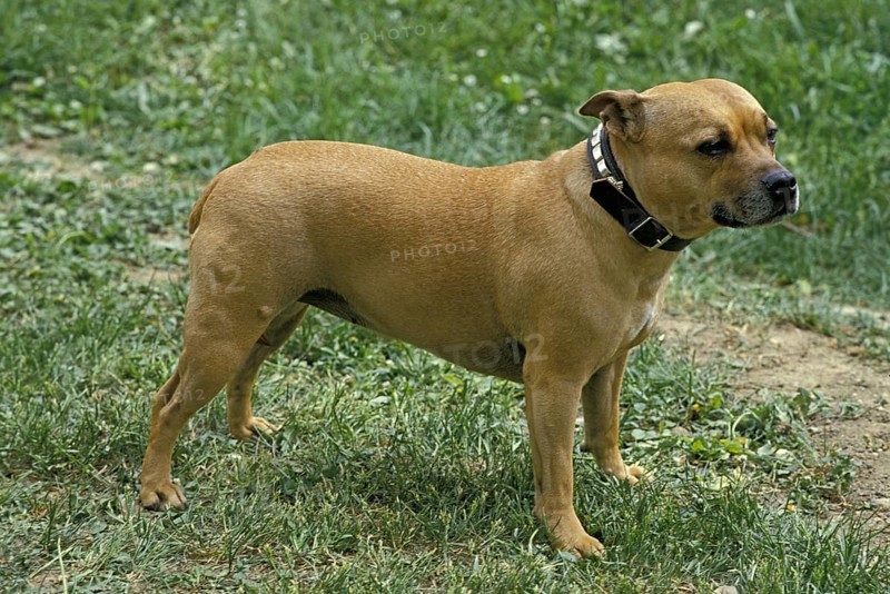 American Staffordshire Terrier (old standard with cropped ears)