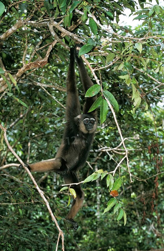 Muller's gibbon, hylobates mülleri, adult hanging from branch, Borneo