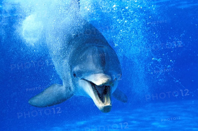 Bottlenose Dolphin (tursiops truncatus), Adult with Open Mouth, Funny Attitude