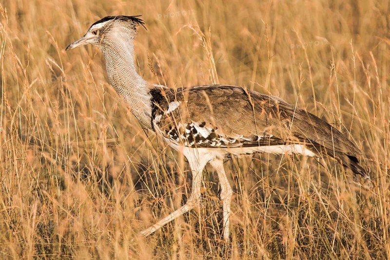 Africa, african, animal, ardeotis, avian, big, bird, birdwatching, bustard, desert, display, etosha, fauna, green, grey, grumeti, heavy, kenya, kori, kori bustard (ardeotis kori), large, legs, long, namibia, national, natural, nature, one, outdoor, park