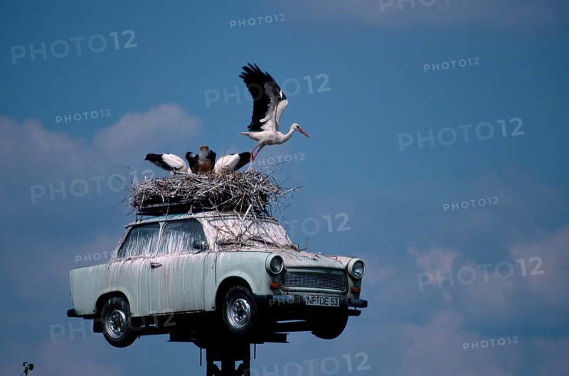 White Stork nest on Trabant, Neuruppin, Brandenburg (Ciconia ciconia), white stork nest on Trabant, animals, birds, birds, landscape, horizontal, standing, standing, adult, G..., Germany, Europe