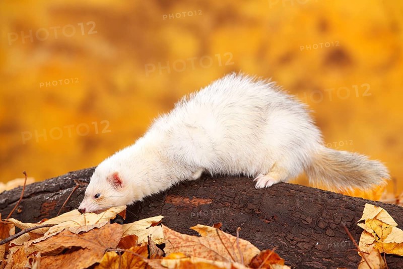 Ferret (Mustela putorius forma domestica), autumn foliage