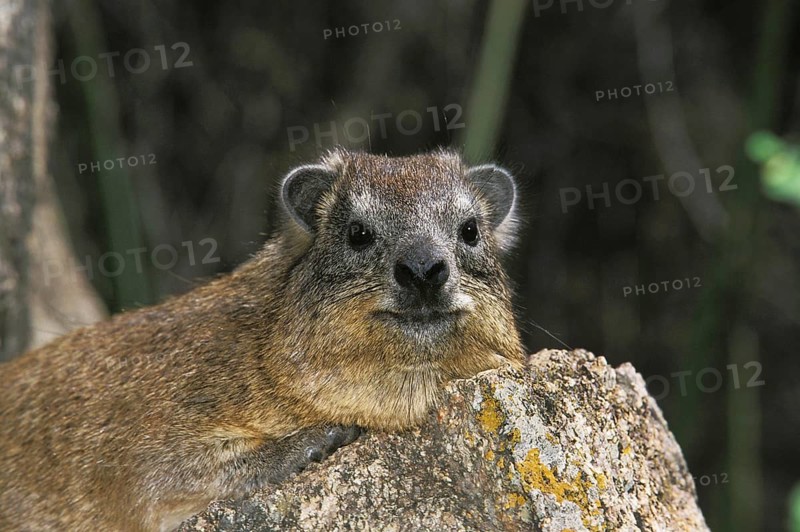 Rock Hyrax (procavia capensis) or Cape Hyrax, Adult standing on Rock, Hell's Gate Park in Kenya