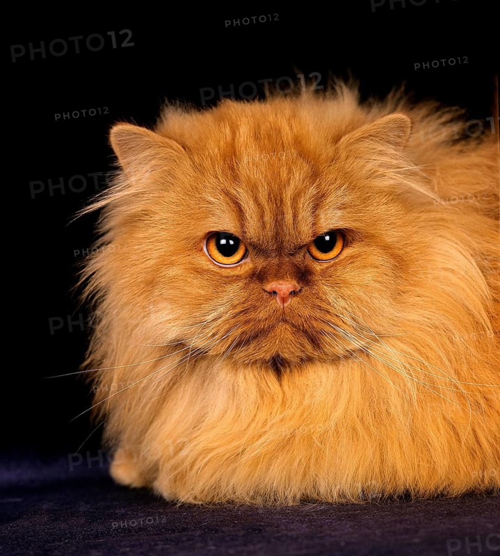 Red Self Persian Domestic Cat laying against Black Background