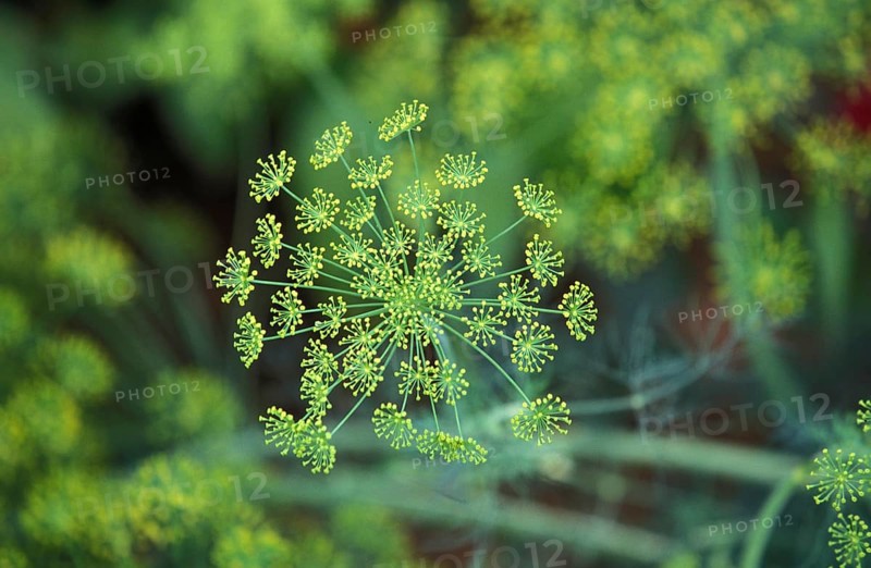 Fennel (foeniculum vulgare), Plant in Vegetable garden in Hawaii
