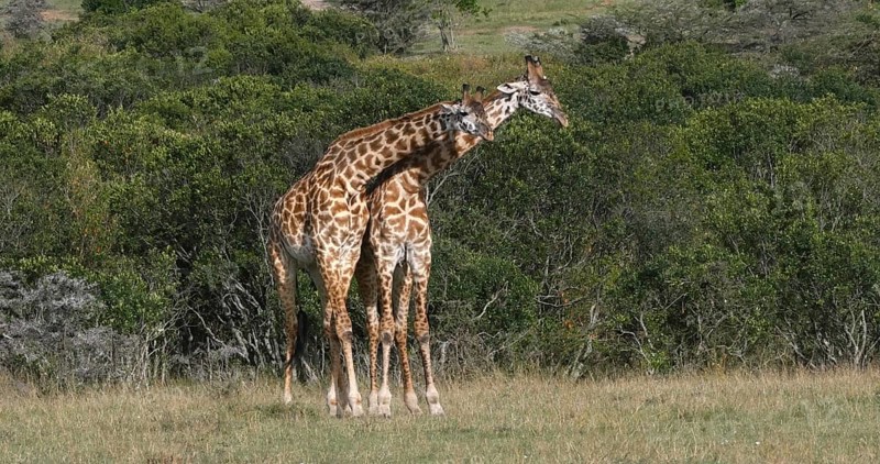 Masai Giraffe (giraffa camelopardalis tippelskirchi), Adults Masai Mara Park in Kenya