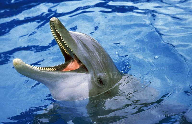 Bottlenose Dolphin (tursiops truncatus), Adult with open Mouth emerging from Water