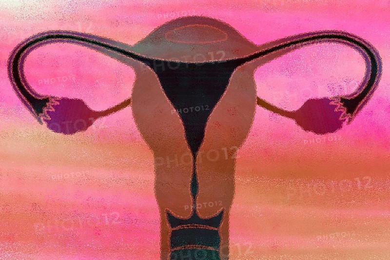 This is the uterus and this is where a fertilised ovum matures