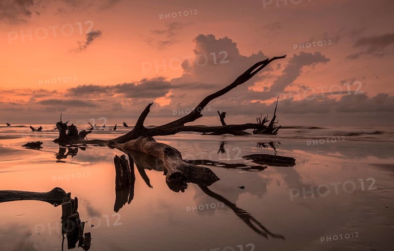 Boneyard Beach in South Carolina with old driftwood and dead trees and reflections at sunrise on a summer morning