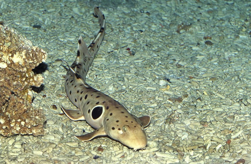 Epaulette Shark (hemiscyllium ocellatum)