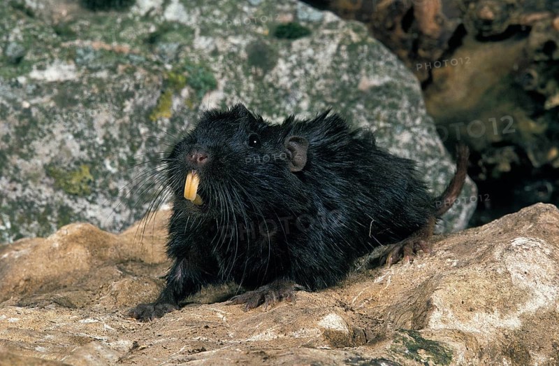 Coruro (spalacopus cyanus) Rat, Adult on Stone