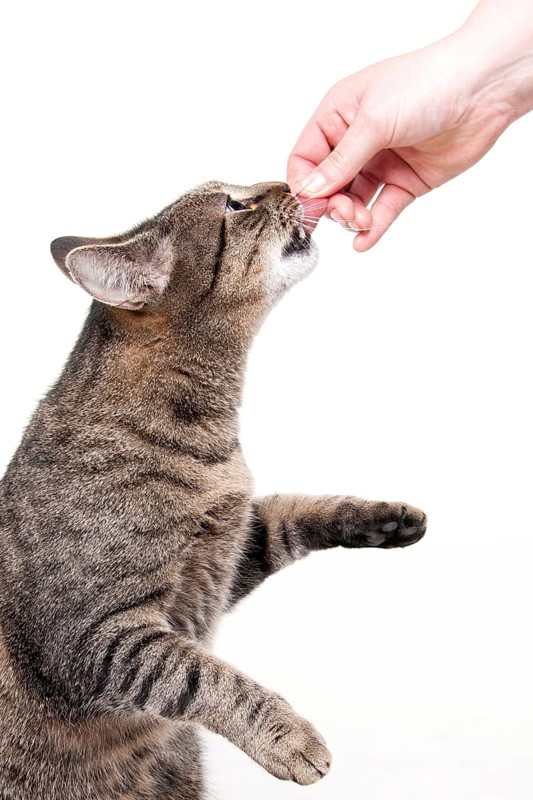 Domestic cat, tabby, gets treats, raw feeding, BARF, barf, raw food