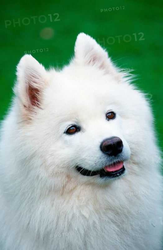 Samoyed