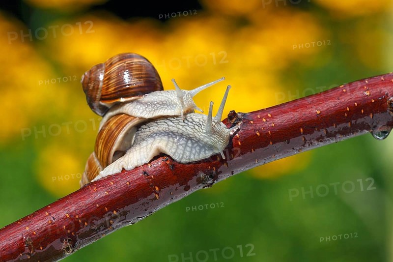 Burgundy snails (Helix pomatia), Schleswig-Holstein, Germany, Europe