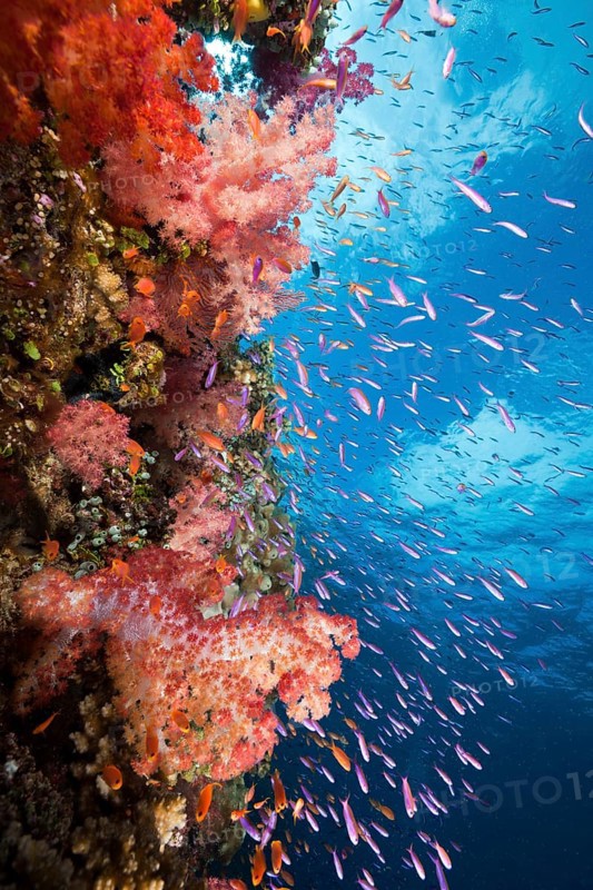 Coral reef, Makogai, Lomaviti, Fiji, Fiji Islands, soft coral, Fiji, Oceania