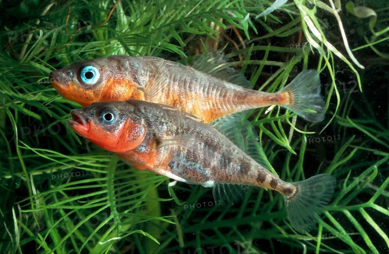 Three-spined Sticklebacks (Gasterosteus aculeatus), lateral, side