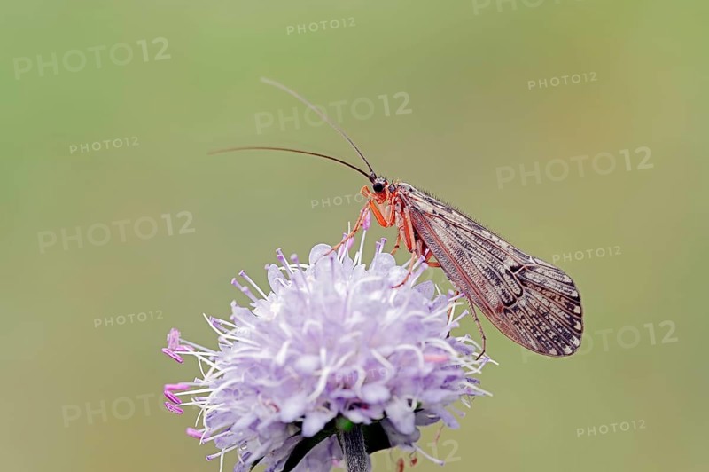 Caddis Fly and Devil's-bit Scabious (Succisa pratensis), Bavaria, Germany (Halesus tesselatus) (Scabiosa succisa), Caddisfly