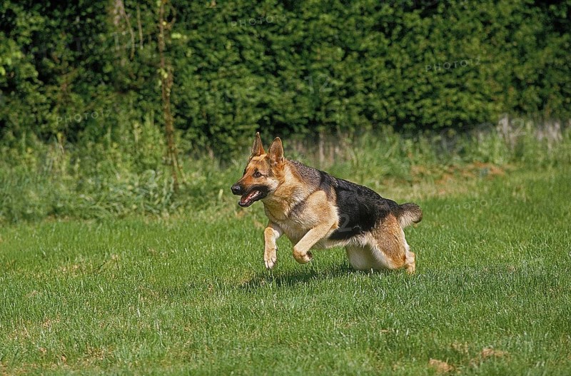 GERMAN SHEPHERD DOG, ADULT RUNNING ON GRASS