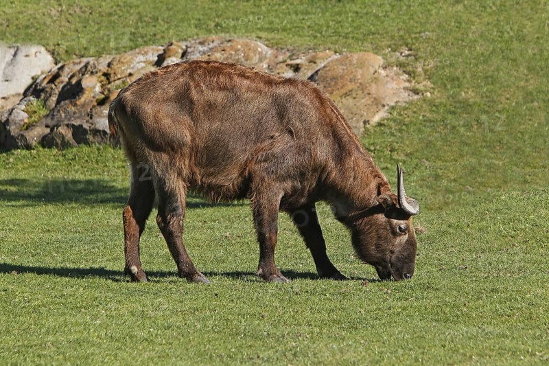 Takin (budorcas taxicolor), Adult eating Grass