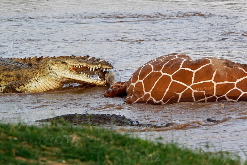 Nile Crocodile (crocodylus niloticus), Group on a Kill, a Reticulatd Giraffe drown in River, Samburu Park in Kenya