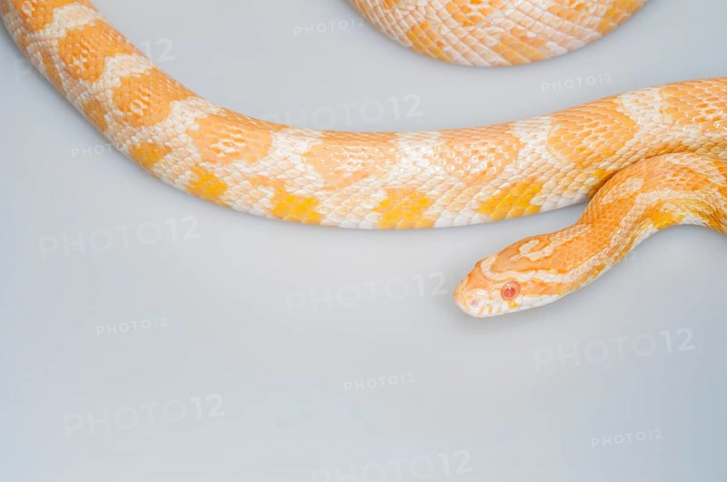 Creamsicle corn snake (Elaphe guttata x Pantherophis emoryi), intergrade between an albino corn snake and an Emory's rat snake (great plains rat snake) (Pantherophis emoryi), common corn cross