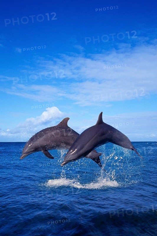 Bottlenose (Tursiops truncatus) Dolphines, Grosse Tuemmler, Delphine, [Tümmler, animals, aussen, outdoor, adult, Bewegung, motion, springen, jumping, Paar, pair, zwei, two, Kraft, power, Lebensfreude, joy of life, Saeugetiere, mammals, Wale, whales, Hochformat, vertical]