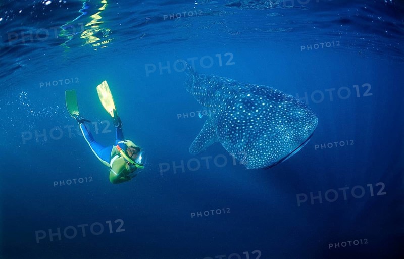 Whale shark and snorkeller, Rhincodon thypus, Djibouti, Djibouti, Africa, Afar Triangle, Gulf of Aden, Gulf of Tadjourah, Africa