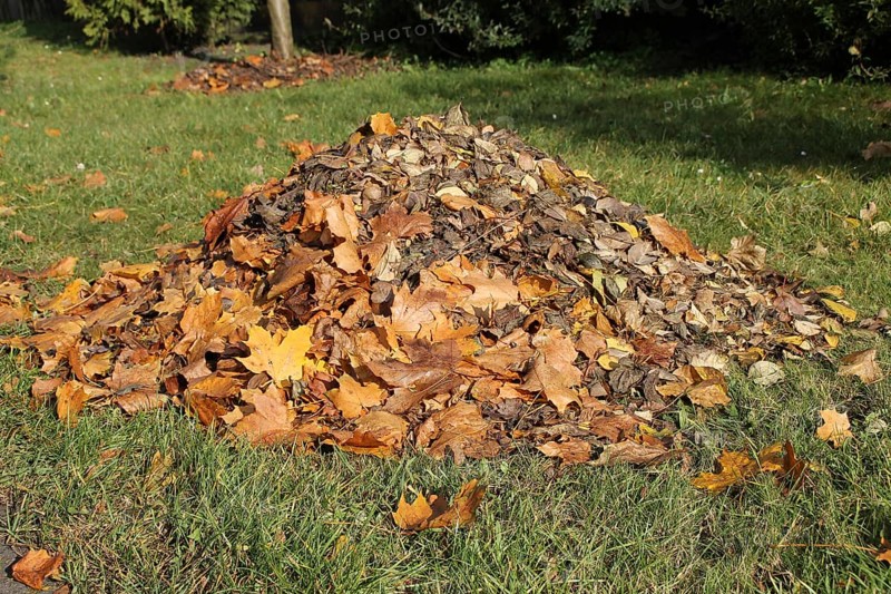 A pile of leaves in autumn