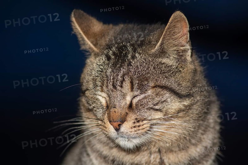Brown and gray tabby cat. Cats in the port of Essaouira in Morocco