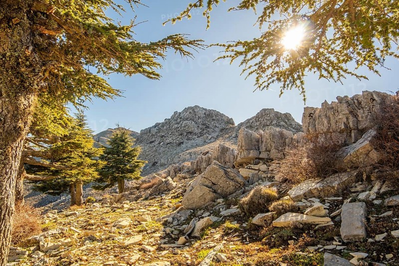 Beautiful tree in Jebel Khmes, Morocco - The Highest peak in Talassemtane National Park in North Africa