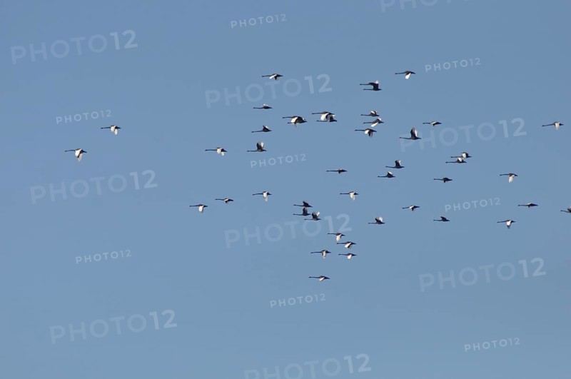 Australian black swans, Cygnus atratus, over Lake Haupiri, West Coast, South Island, New Zealand, Oceania