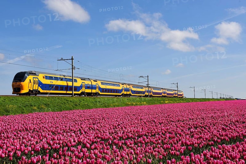 Den Helder, Netherlands. May 2023. Dutch train passing a blossoming field of tulips