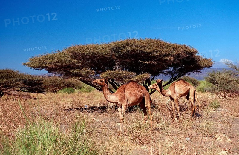 Dromedaries, Camelus dromedarius, Djibouti, Djibouti, Africa, Afar Triangle, Africa