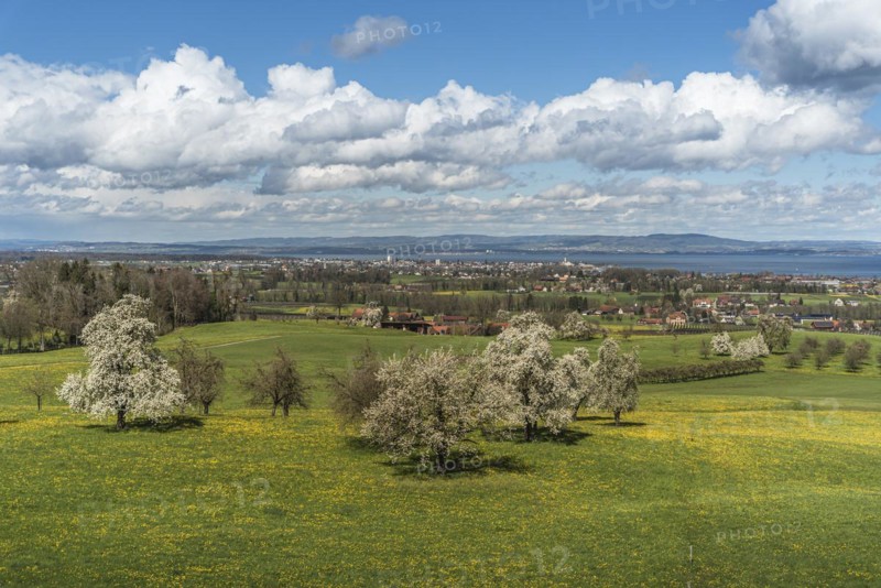 View over a spring meadow with blossoming pear trees to Romanshorn and Lake Constance, Canton Thurgau, Switzerland, Europe