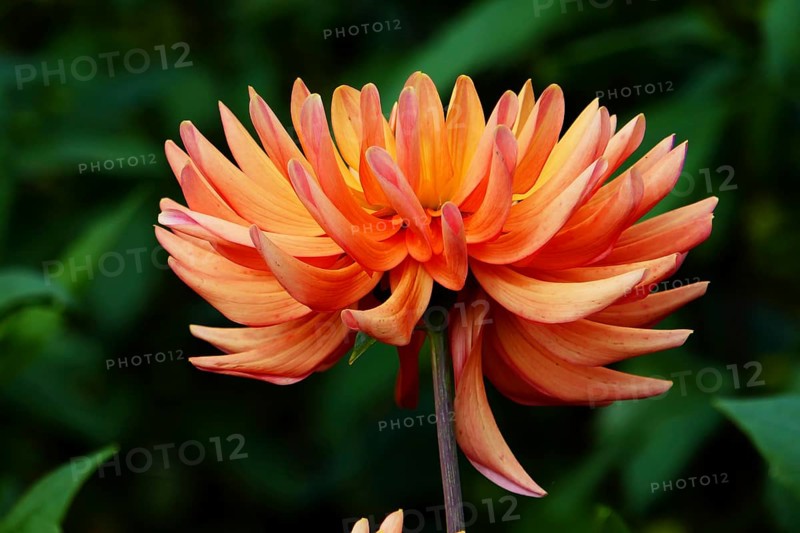 Semicactus dahlia, Lupita