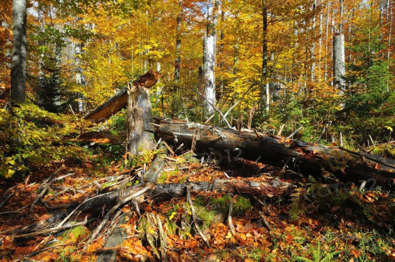 The Kleine Ohe in the Bavarian Forest, in autumn. Deadwood on Lusen, in the Bavarian Forest