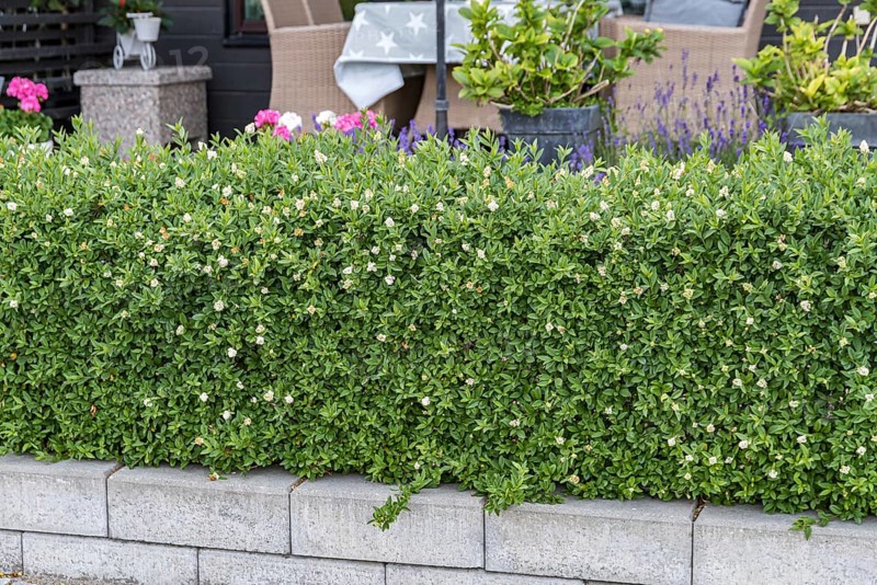 Dwarf privet (Ligustrum vulgare 'Lodense')