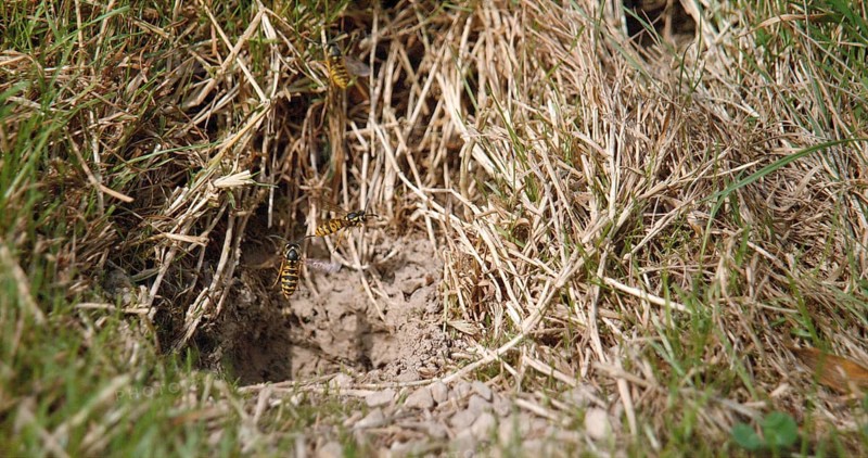 Common Wasp (vespula vulgaris), Adult in Flight, Adults flying above the Nest in the Earth, Normandy in France